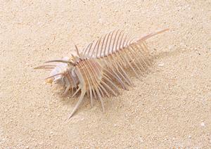 種類が豊富な食品容器が通販で購入できる